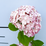 Hortenzia stromčekovitá (Hydrangea arborescens) ´CANDYBELLE® BUBBLEGUM´ - výška 50-60 cm, kont. C2L